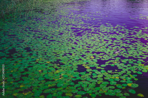 a lot of lily pad leaves in a pond on blue water