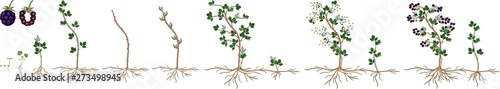 Two year life cycle of blackberry plant isolated on white background. Growth stages from seed to scrub with harvest of ripe berries and root system