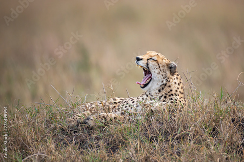Canvas Print Yawning cheetah