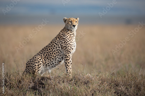 Cheetah in Masai Mara National Park