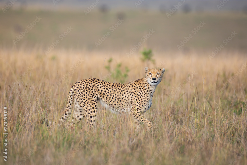 Cheetah in Masai Mara National Park Cheetah in Masai Mara National Park