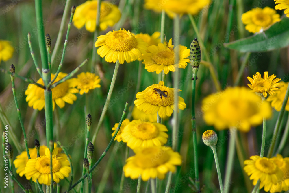Yellow daisy flowers field in spring with a bug Yellow daisy flowers field in spring with a bug