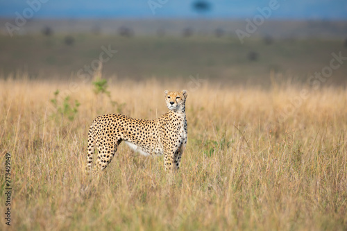 Cheetah in Masai Mara National Park © Alexey Osokin