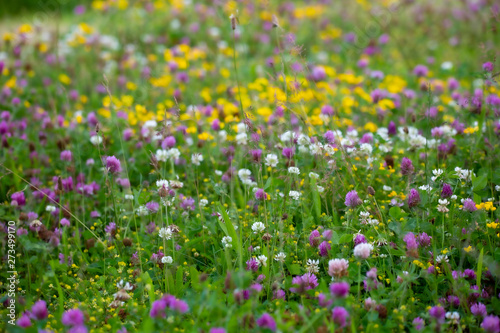 Meadow filled with summer flowers