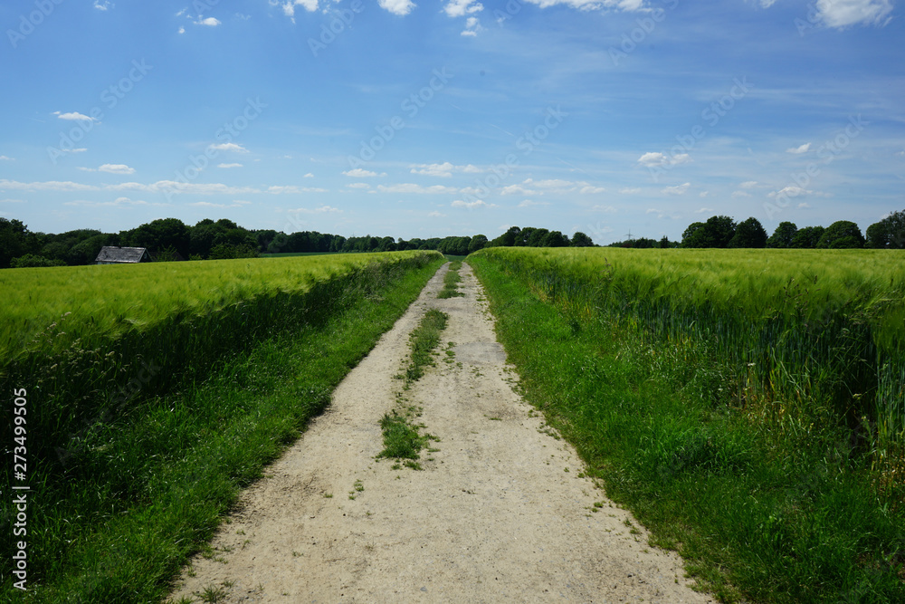 Rural landscape with korn fields, path and blue horizon