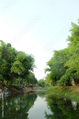 trees and river