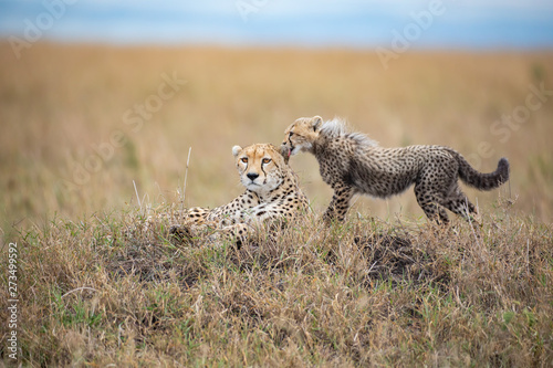 Cute cheetah cub