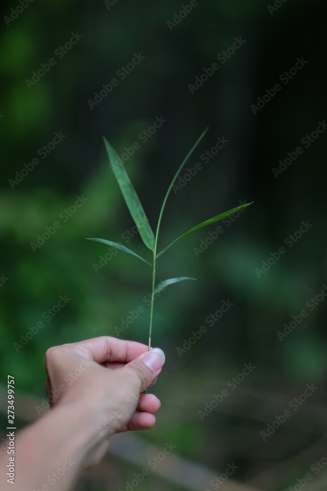 plant in hand