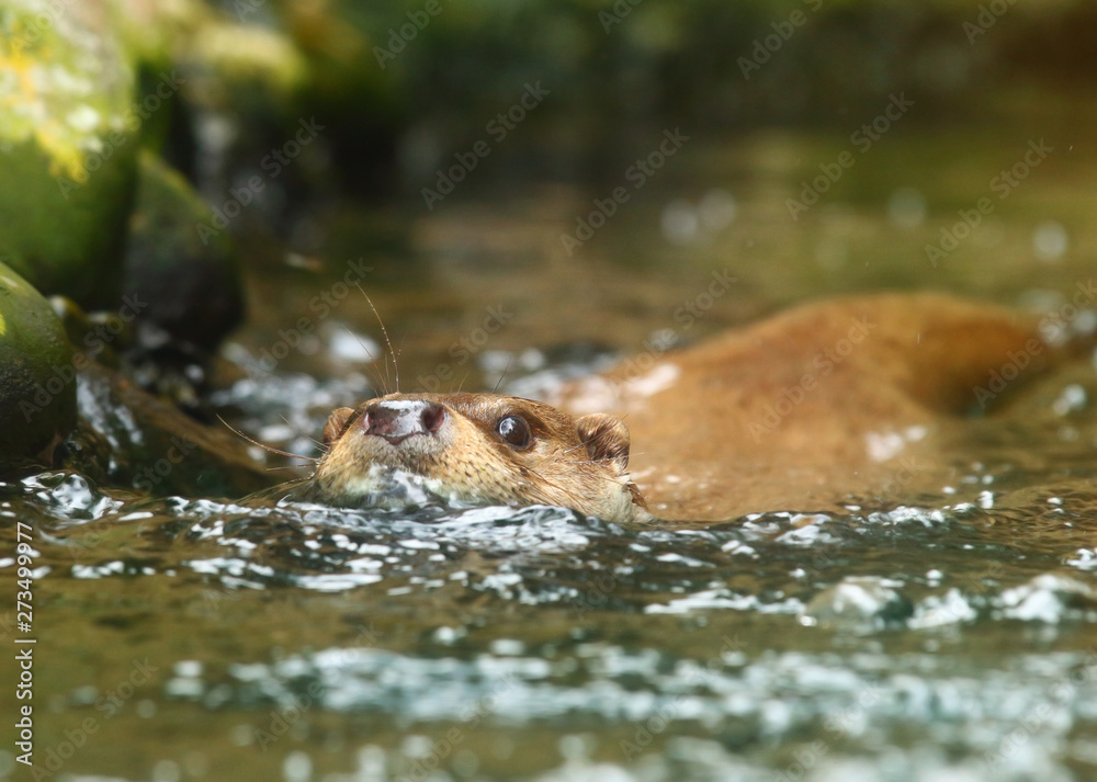 The European Otter - Lutra lutra swimming and hunting in Uhlava River. This animal is dangerous pest for fish farm and aquaculture. Wildlife in National Park Sumava. Czech Republic, Europe. The European Otter - Lutra lutra swimming and hunting in Uhlava River. This animal is dangerous pest for fish farm and aquaculture. Wildlife in National Park Sumava. Czech Republic, Europe.