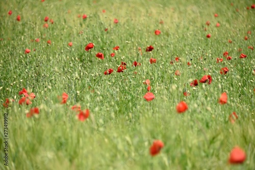 Champ de coquelicots