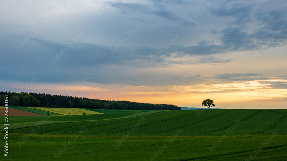 Single tree in rural landscape with sunset sky