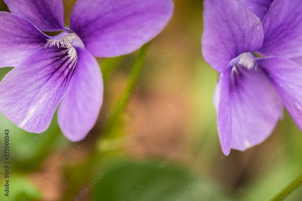close up of purple pink flowers growing blooming in forest, design close up of purple pink flowers growing blooming in forest, design
