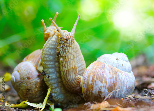 Love making snails couple on garden. Closeup of mating animals. Humorous situation in nature. The Helix Pomatia or  Burgundy Snail is popular French food. photo