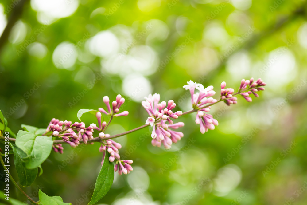 Lilac branch with flowers and buds in the summer garden Lilac branch with flowers and buds in the summer garden