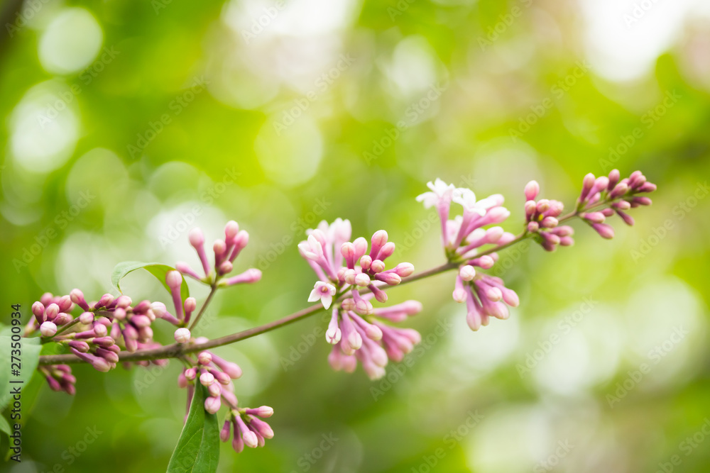 Lilac branch with flowers and buds in the summer garden Lilac branch with flowers and buds in the summer garden
