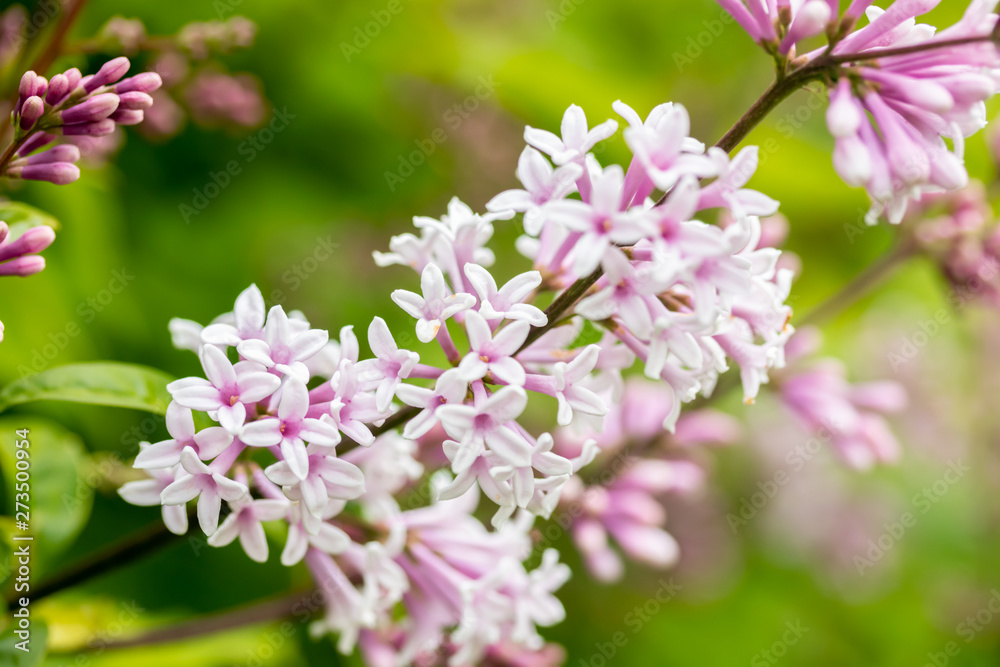Lilac branch with flowers and buds in the summer garden