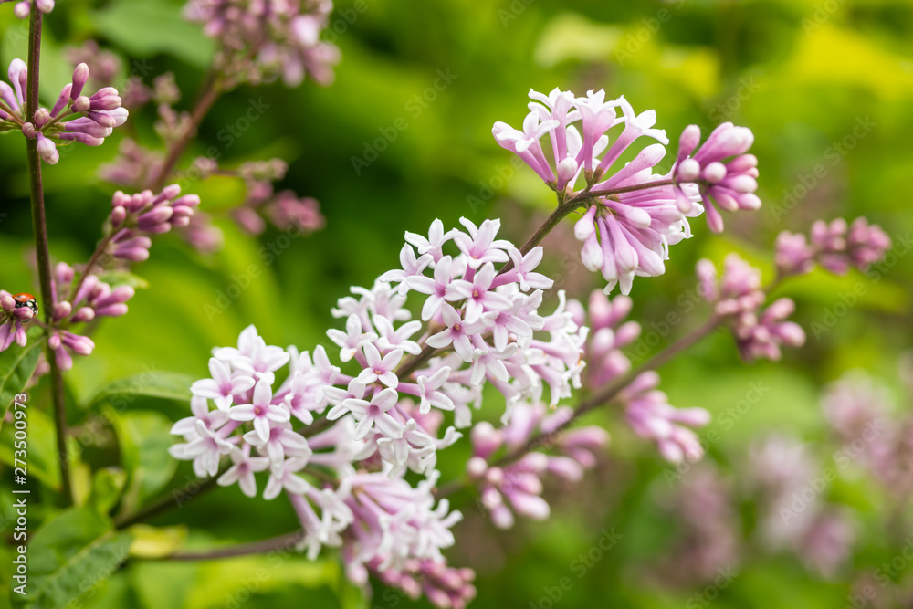 Lilac branch with flowers and buds in the summer garden Lilac branch with flowers and buds in the summer garden