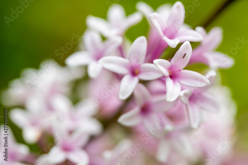 Lilac branch with flowers and buds in the summer garden