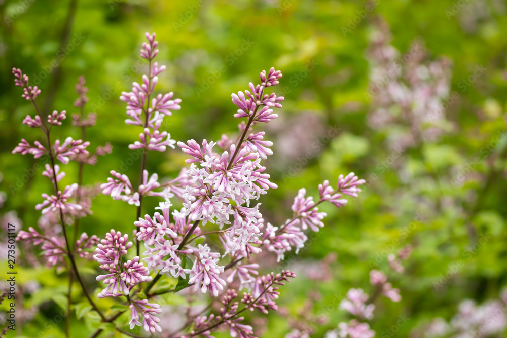 Lilac branch with flowers and buds in the summer garden Lilac branch with flowers and buds in the summer garden