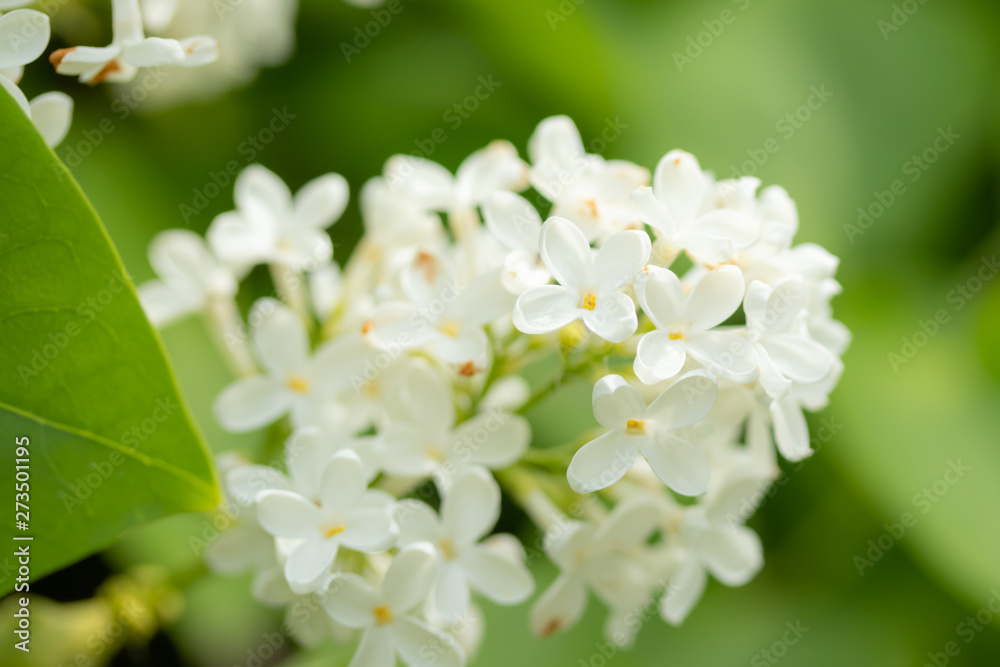 Lilac branch with white flowers in the summer garden Lilac branch with white flowers in the summer garden