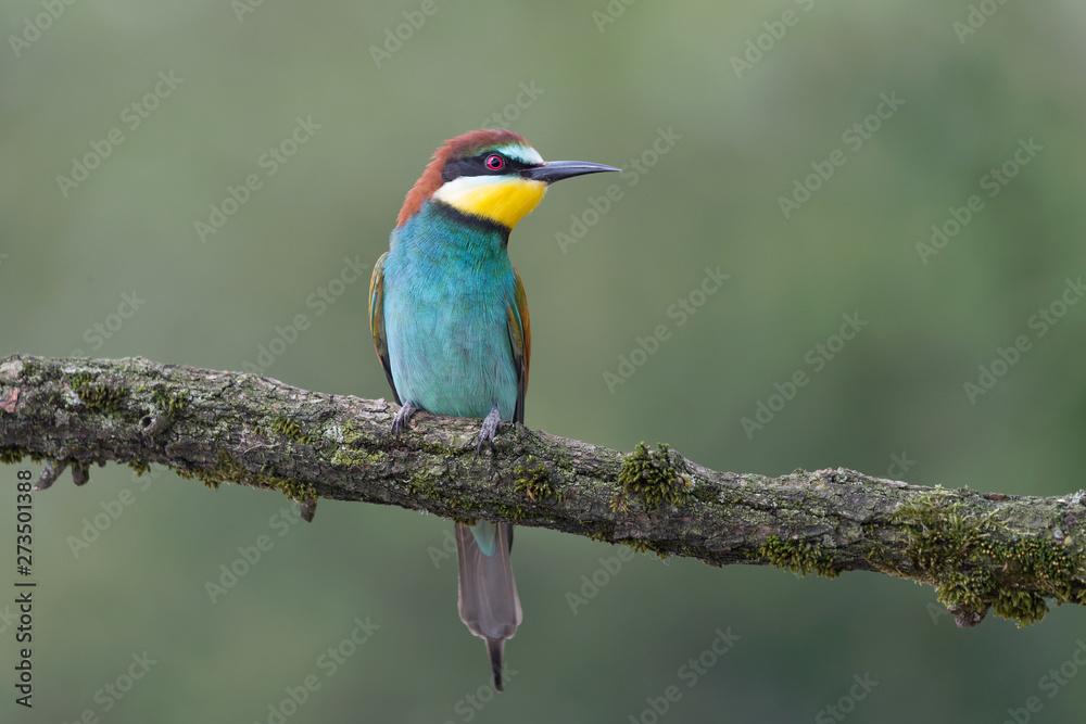 The wonderful bee eater (Merops apiaster)