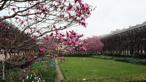 Pink tree from the garden in Paris France 19 March 2019
