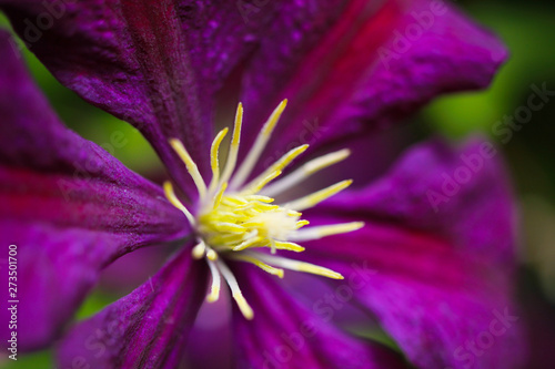 Makro close up of pink flower blossom  Clematis viticaria president romantika 