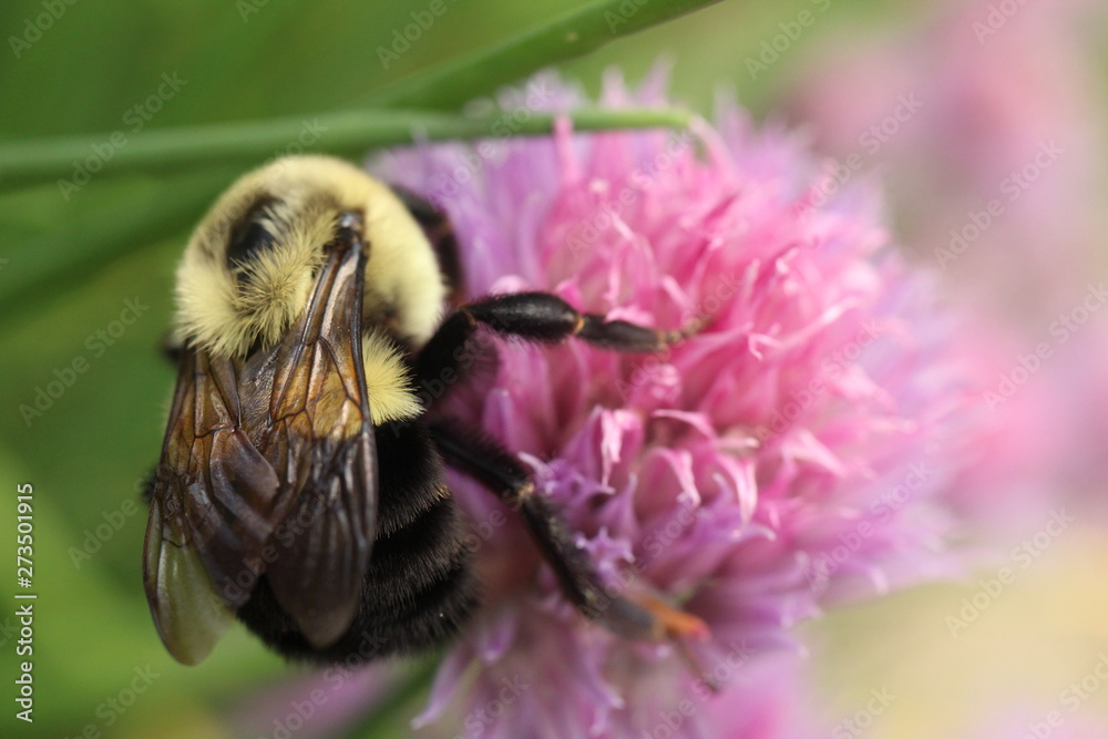 Macro photography of a common eastern bumble bee foraging among pink and purple chive blossoms. Macro photography of a common eastern bumble bee foraging among pink and purple chive blossoms.