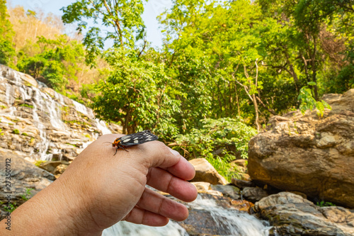 hand with gun photo