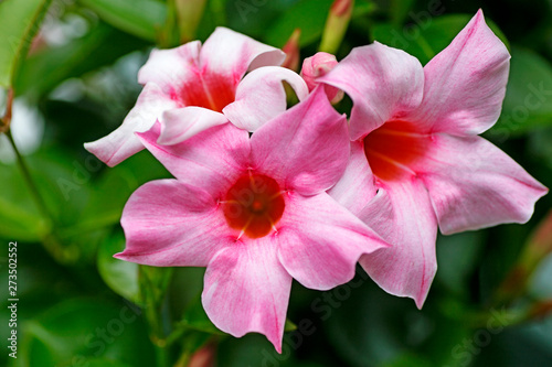 Mandevilla flower Apocynaceae family macro background fine art in high quality prints products fifty megapixels