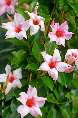 Mandevilla flower Apocynaceae family macro background fine art in high quality prints products fifty megapixels