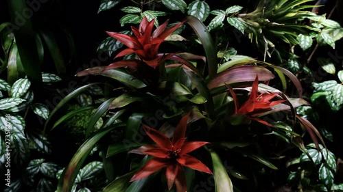 Red Tropical Flowers. Leaves in tropical forest, background of forest branches and leafs