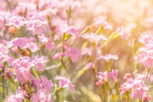 Beautiful summer sunny pink flowers background