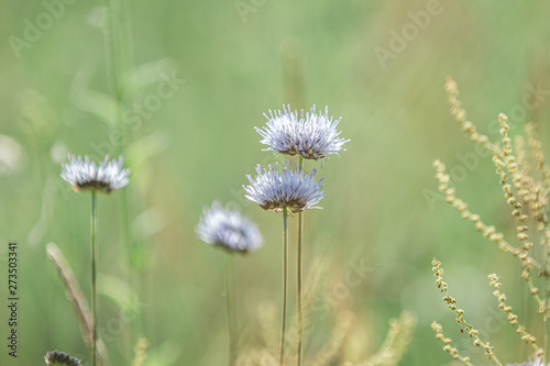 Light nature blurred background with blue wild flowers