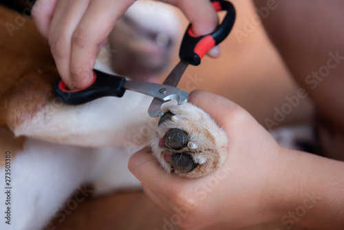 Photography Cutting Dogs Claws. Clipping a dogs long nails