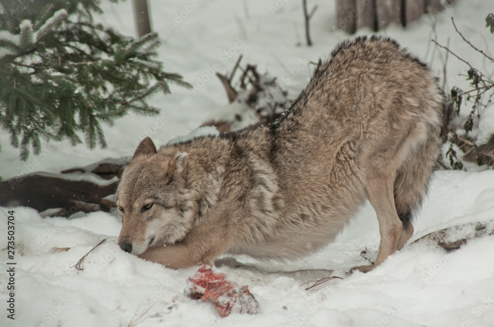 The female wolf stretches during the rut next to the meat. A wolf in the snow in a winter forest