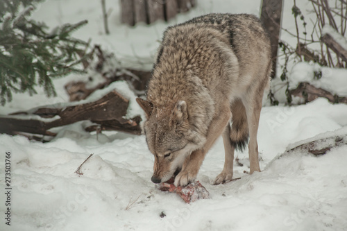 A wolf (female wolf) gnaws meat and bones. A wolf in the snow in a winter forest
