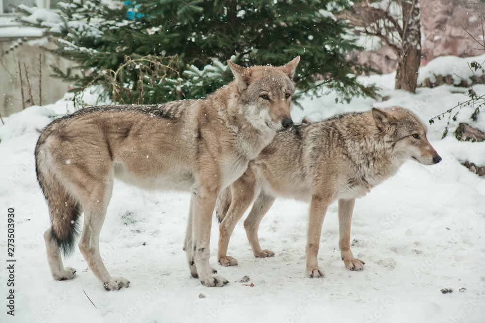 Fototapeta premium A pair of wolves male and female next to each other in the snow,