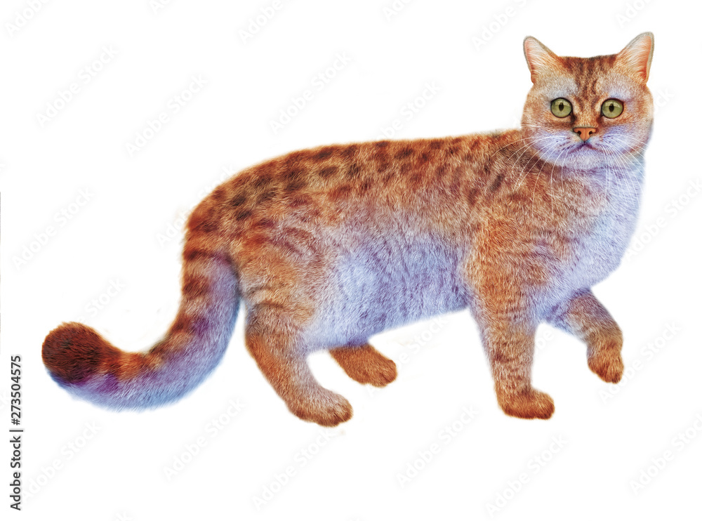Chat Sauvage Colore Imaginaire Animal Isole Joli Animal De Compagnie Felin Domestique Fourrure Chat Mammifere Chat Tigre Beau Animal De Compagnie Adorable Race Patte Rayes Stock Illustration Adobe Stock