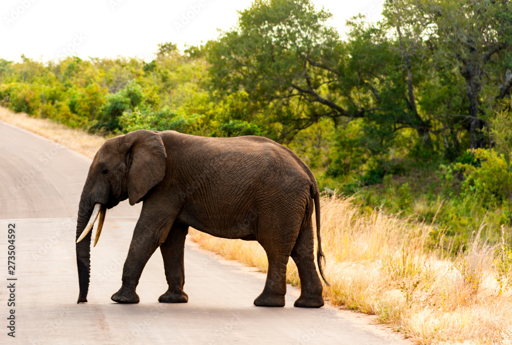 African elephant in the Kruger Park,South Africa