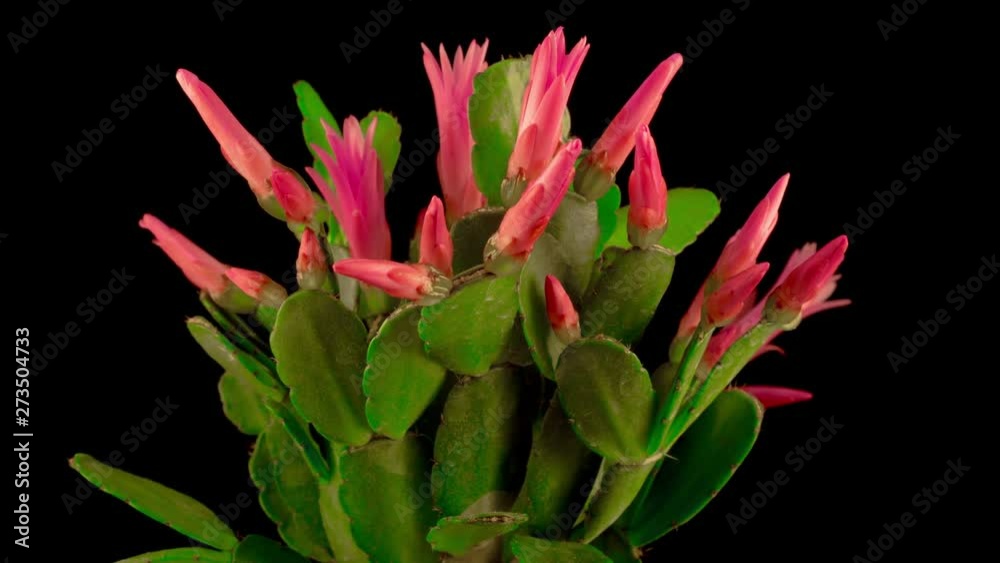 Timelapse of Blooming Cactus. Flower Opening and Closing on Black Background. 4K. Timelapse of Blooming Cactus. Flower Opening and Closing on Black Background. 4K.
