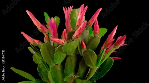 Timelapse of Blooming Cactus. Flower Opening and Closing on Black Background. 4K. photo