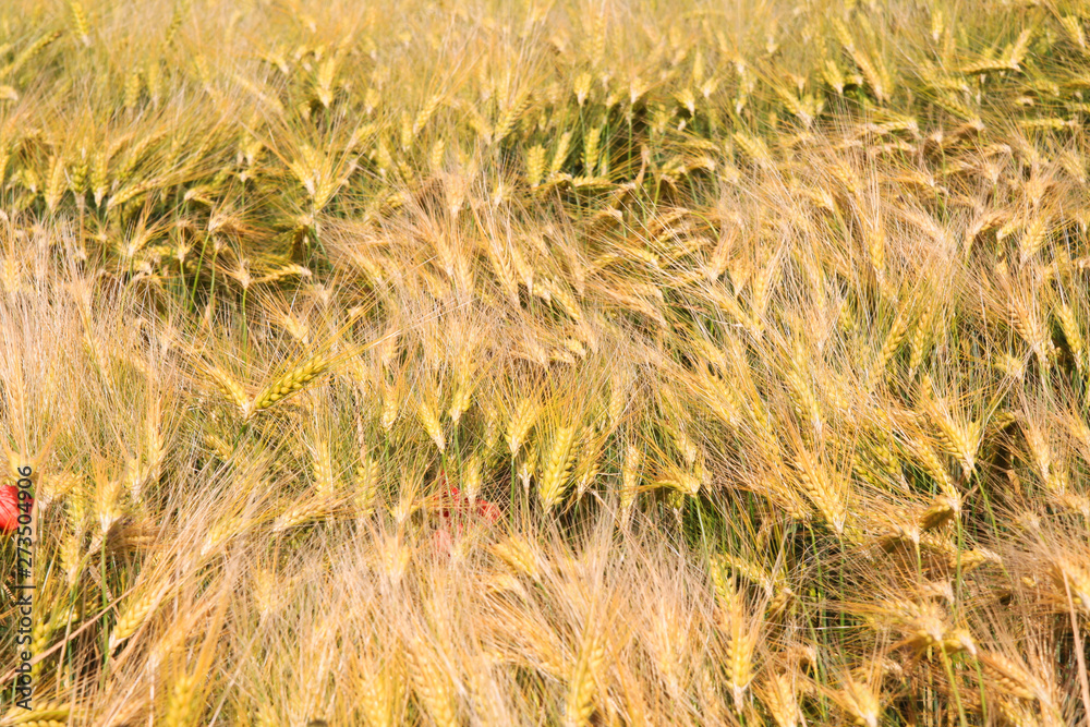 Close up View on grain grass field in summer