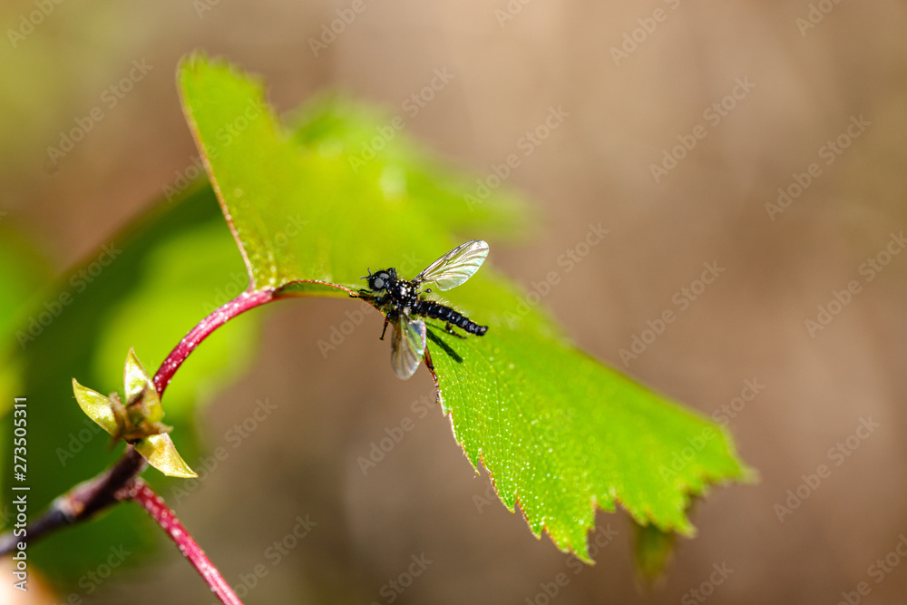 forest vegetation details in summer nature forest vegetation details in summer nature