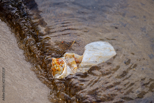 used condom left in water near shore on the beach