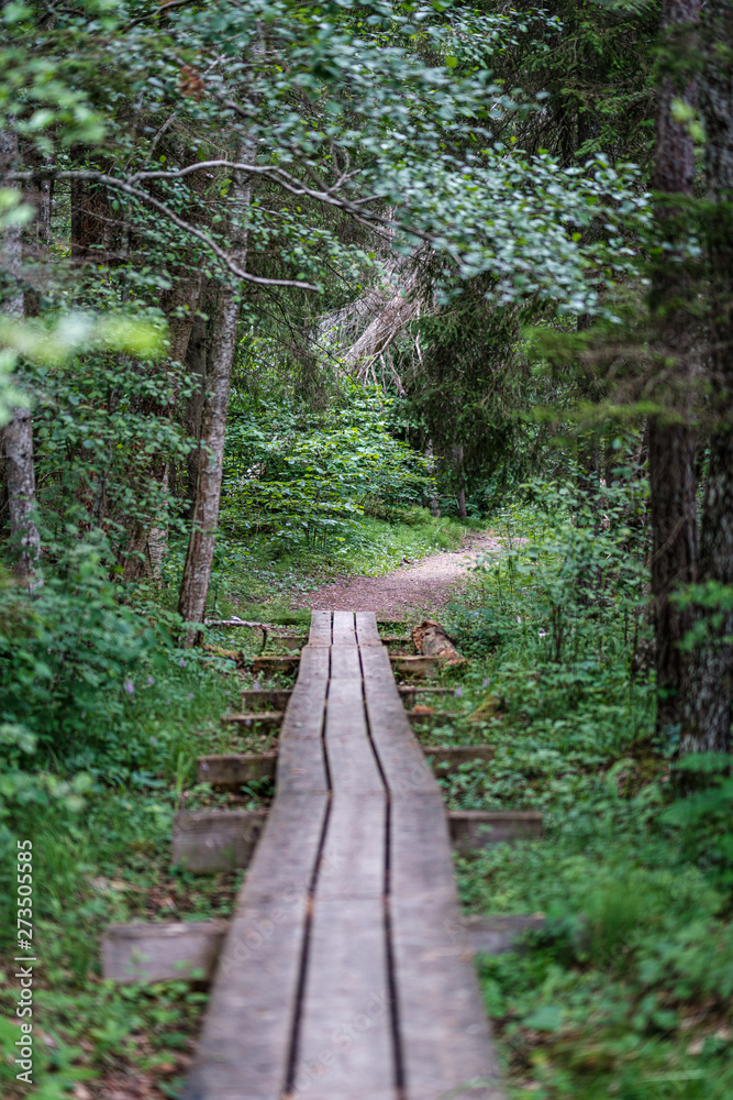 beautiful pathway in the green forest after the rain beautiful pathway in the green forest after the rain