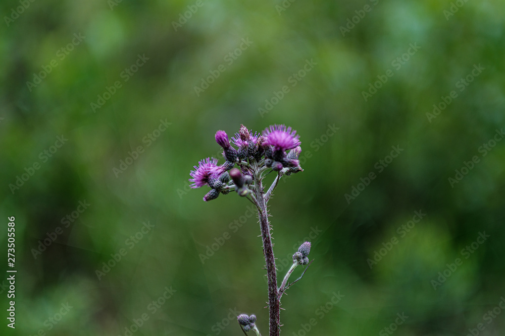beautiful purple blue summer flowers isolated on green background