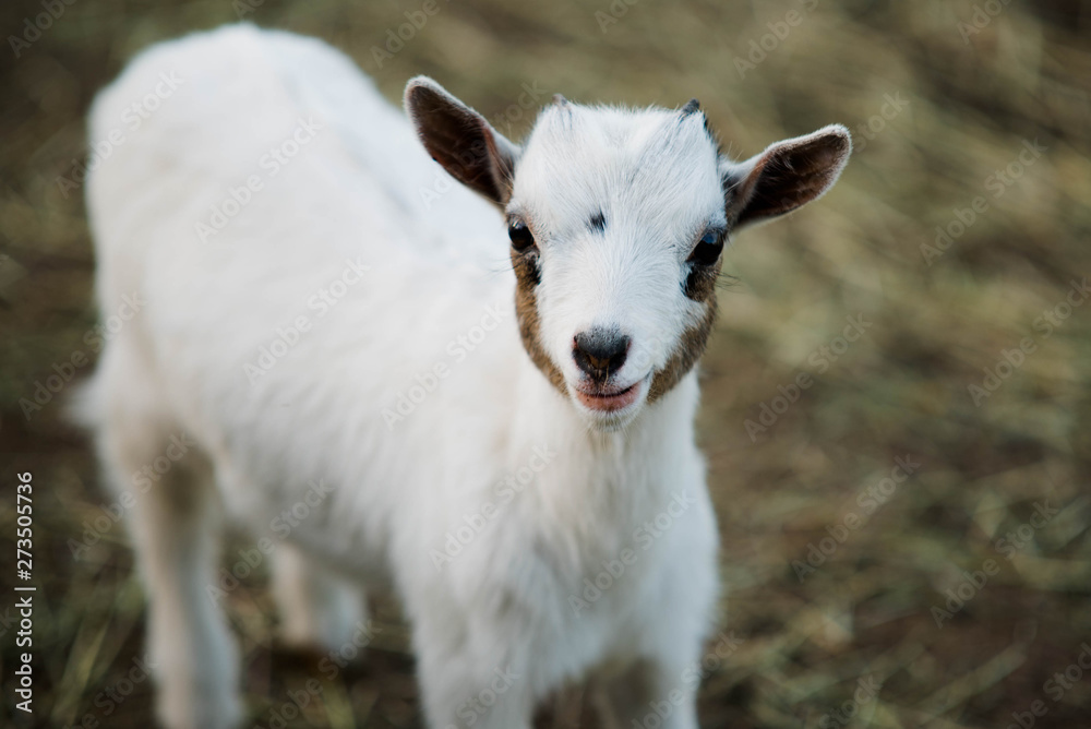 Obraz premium Dwarf goat