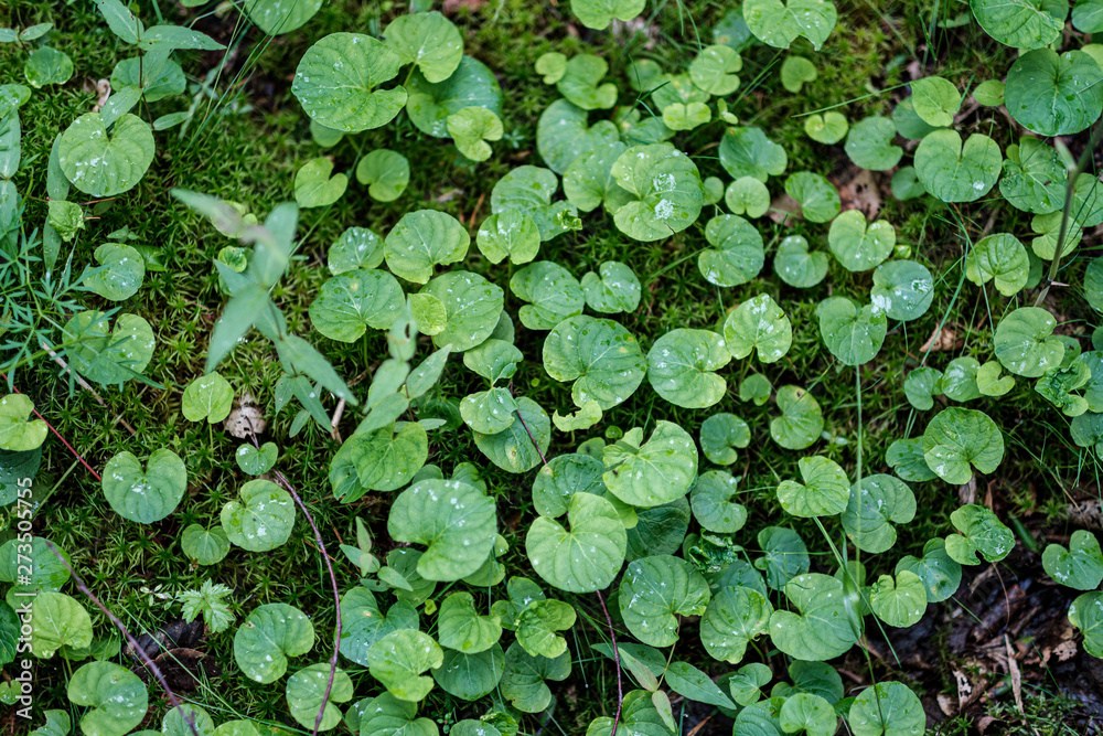 forest vegetation details in summer nature forest vegetation details in summer nature