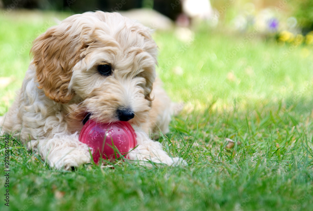 Dog & Ball